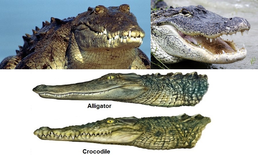 Аллигатор и крокодил одно и тоже или нет